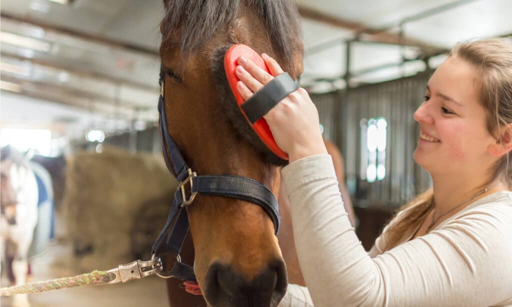 cavallo spazzolato dal proprietario
