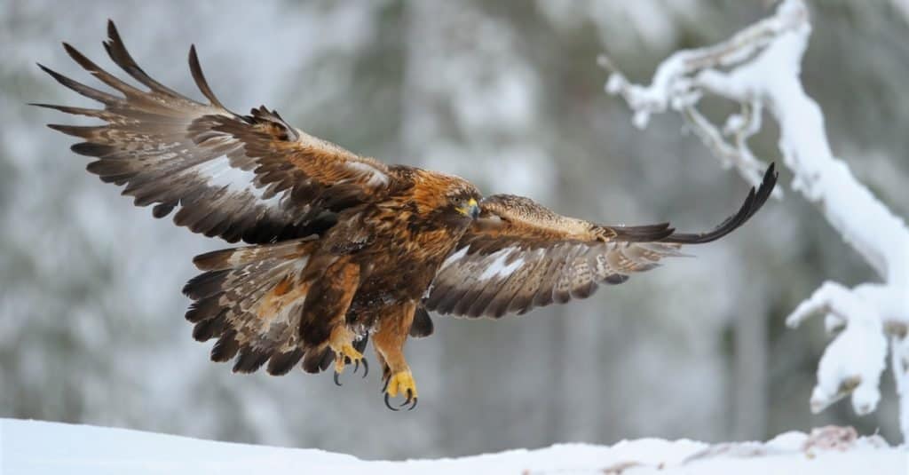 Le aquile più grandi del mondo: Aquila reale