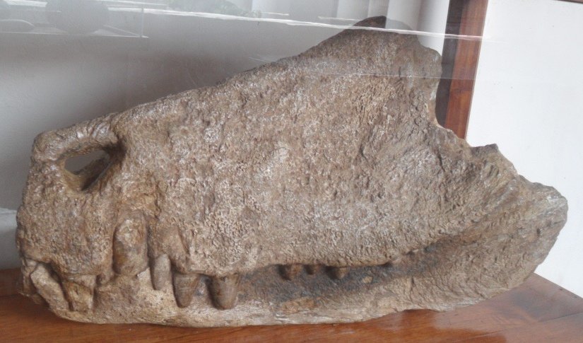 barinasuchus
