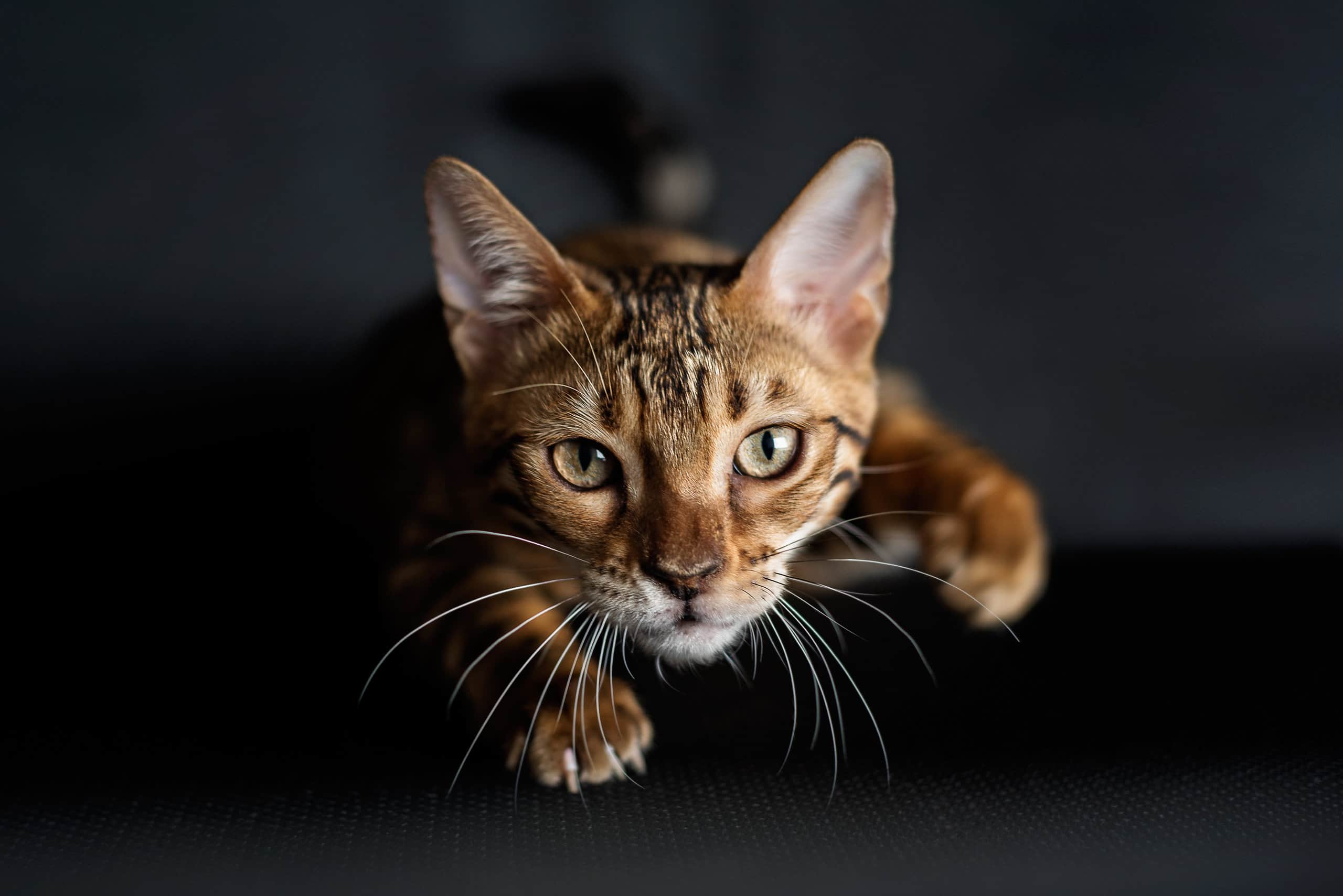 Questo gatto semplicemente non riesce a capire la tarantola telecomandata