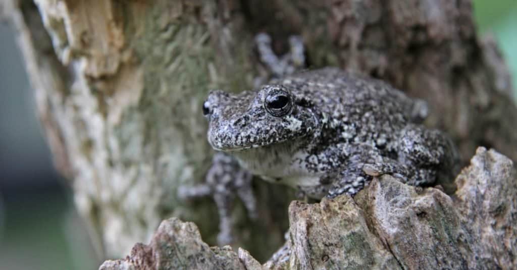 Un grigio raganella (Hyla versicolor) seduto su un ceppo.