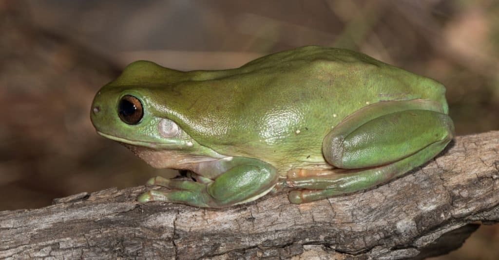 Raganella verde a riposo su un ramo