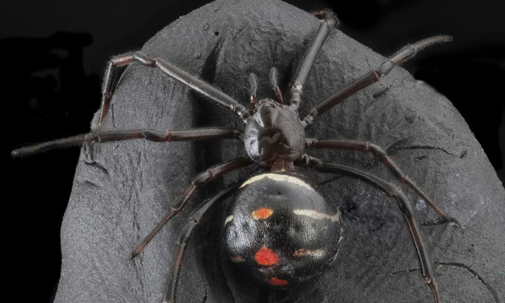 Black Widow - Ragno pericoloso