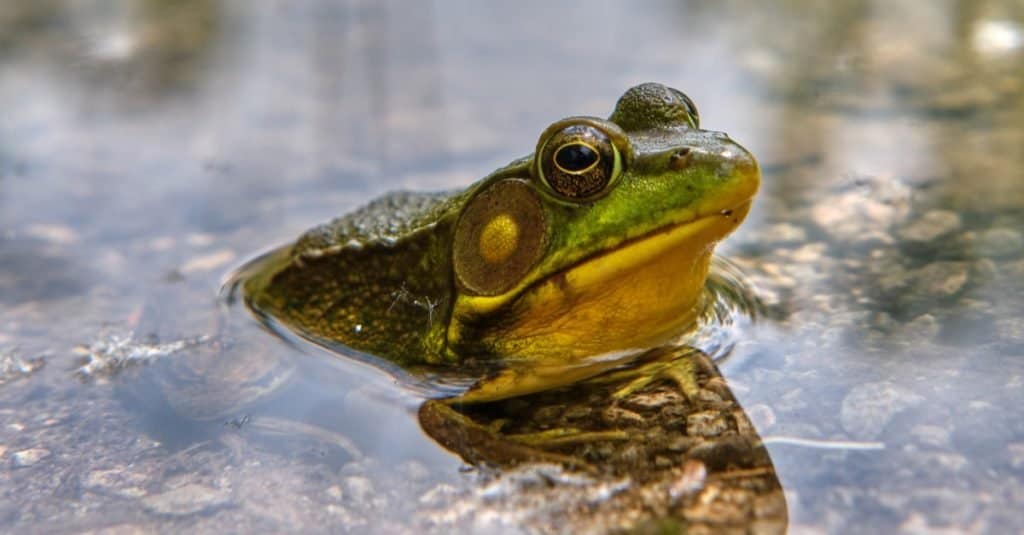 Rana verde nordamericana che si siede nello stagno della palude con il primo piano pulito del fondo