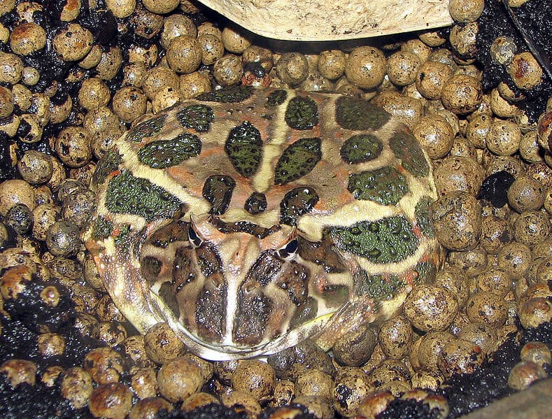 Rana cornuta che si siede ancora sulla terra