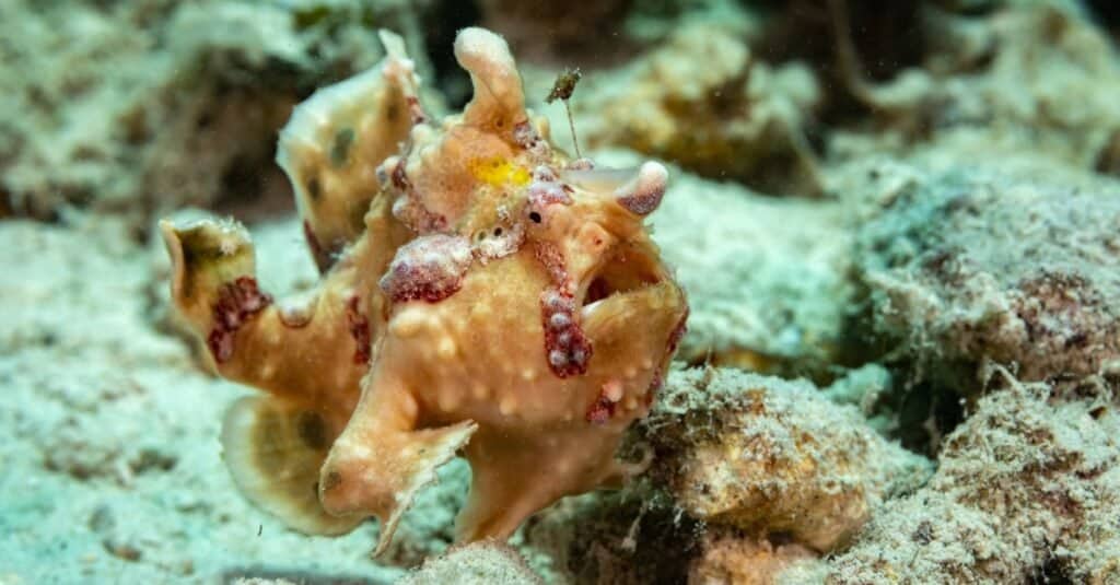 Una rana pescatrice sul fondo del mare.