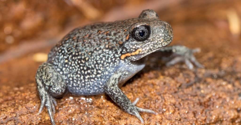 Rana scavatrice gigante che riposa sulla roccia