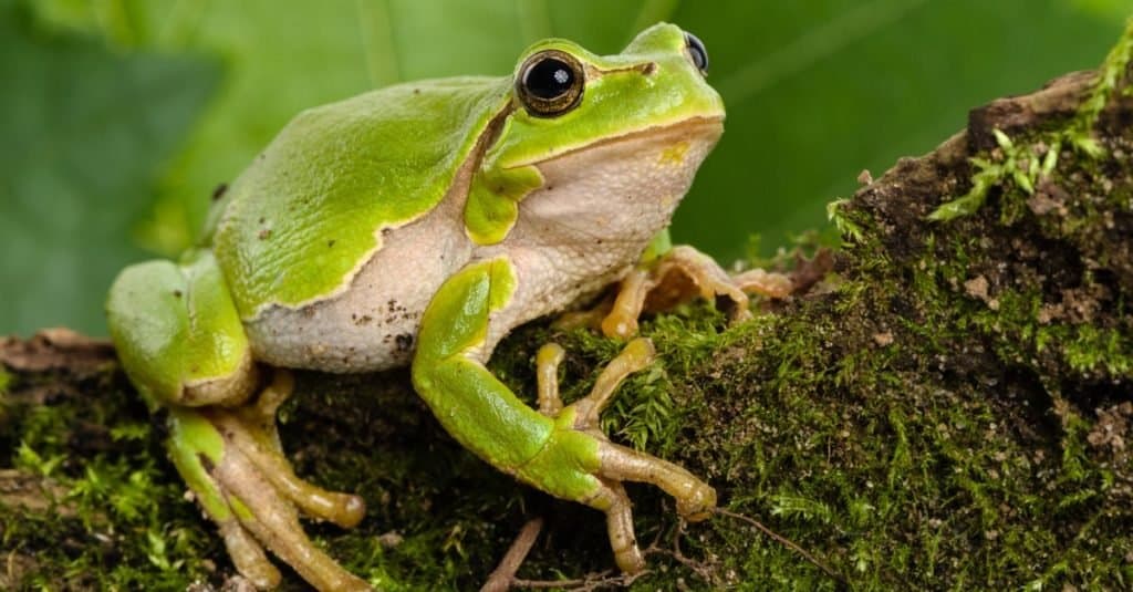 Raganella verde europea, Hyla arborea