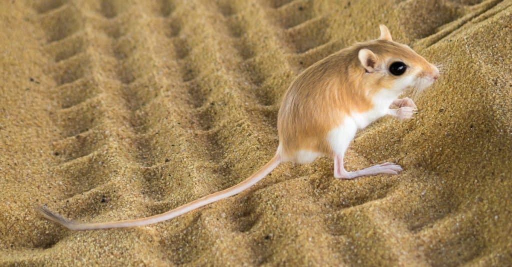 Ratto canguro del deserto seduto nella sabbia