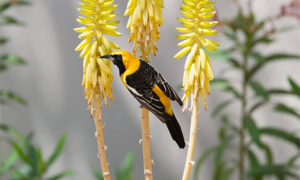 Rigogolo incappucciato su fiore giallo