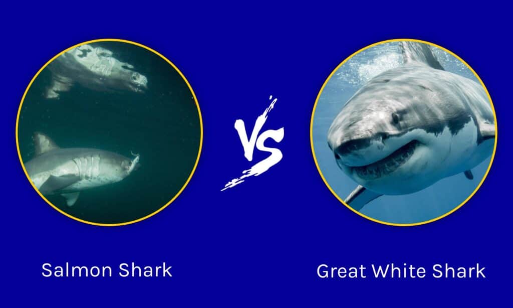 Squalo salmone vs grande squalo bianco
