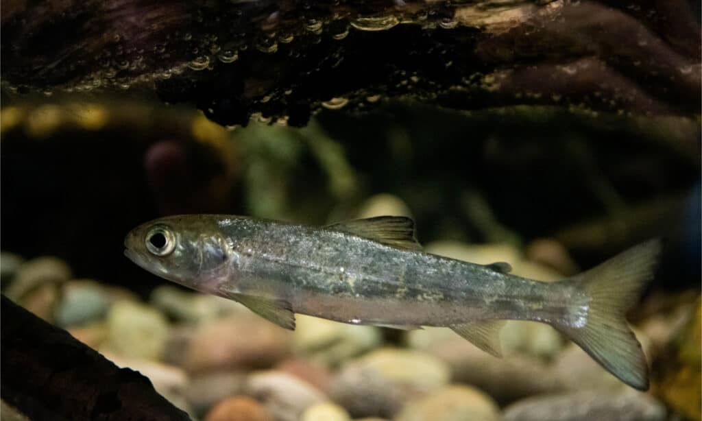 Un salmone atlantico giovane (giovane)