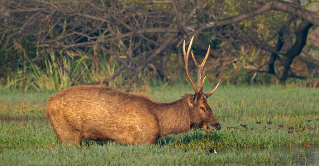 Cervi Sambar nella bellissima luce invernale e sfondo colorato nelle zone umide del parco nazionale di Keoladeo o del Santuario degli uccelli, India.