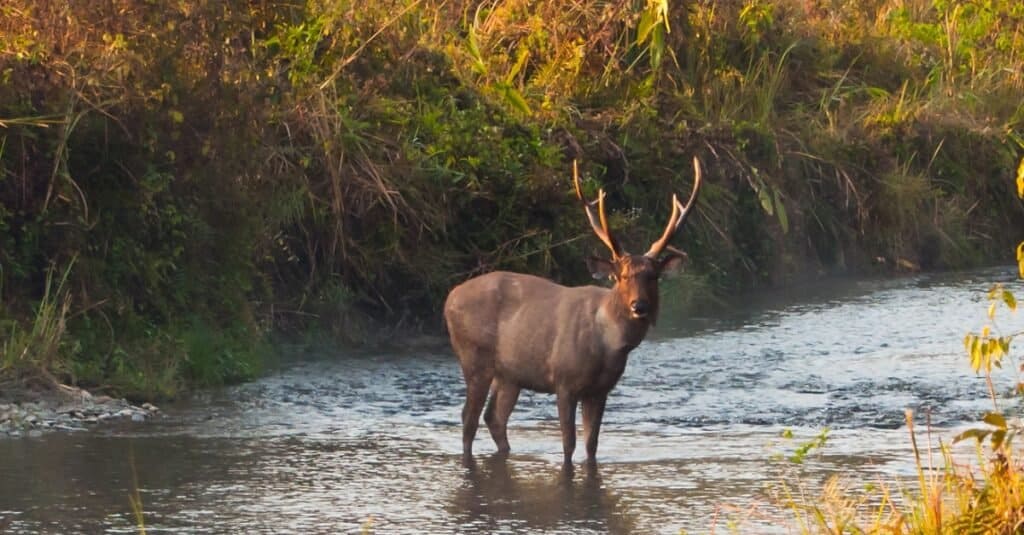 Maschio di cervo Sambar in piedi nel mezzo di un ruscello nella giungla al Santuario della fauna selvatica di Jaldapara.