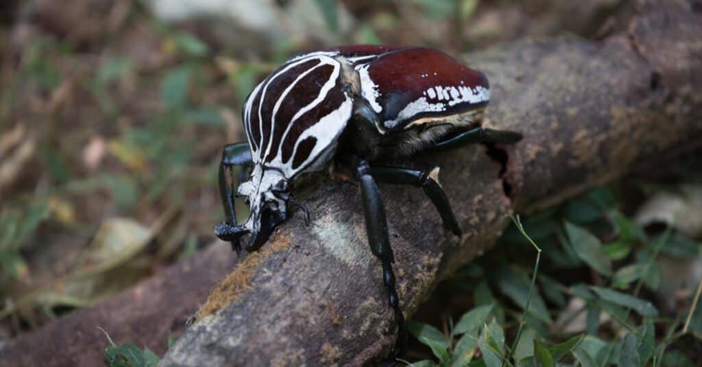 I più grandi coleotteri - scarabeo golia