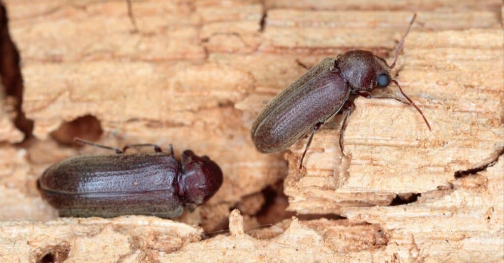 Scarabeo comune della mobilia su legno danneggiato.