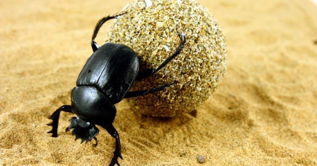 Scarabeo stercorario che spinge la sua palla di sterco nella sabbia.