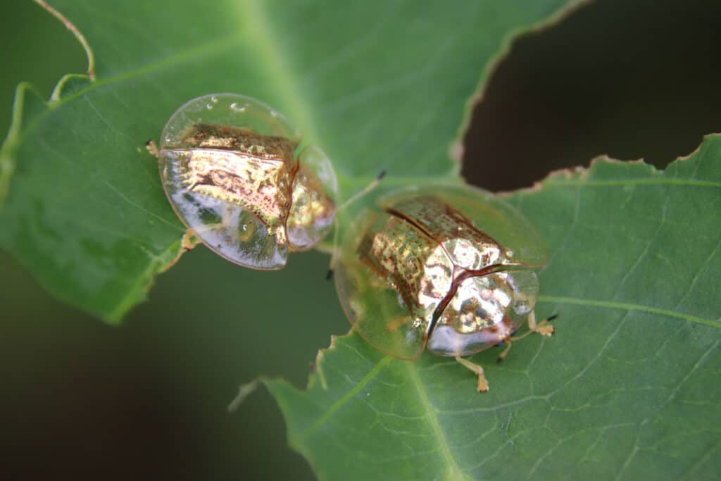 Due coleotteri tartaruga dorati mangiano