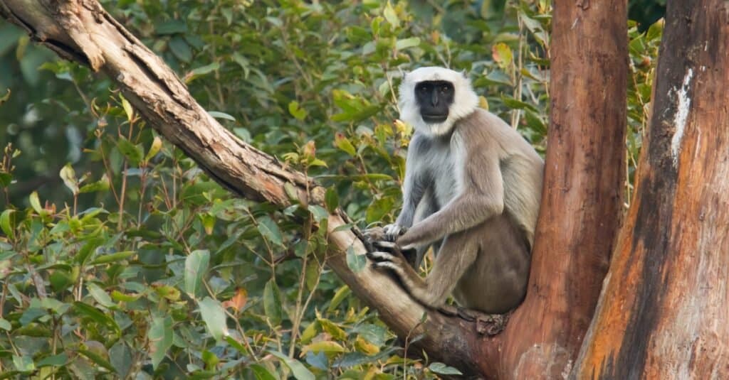 Le scimmie più grandi - Nepal Grey Langur