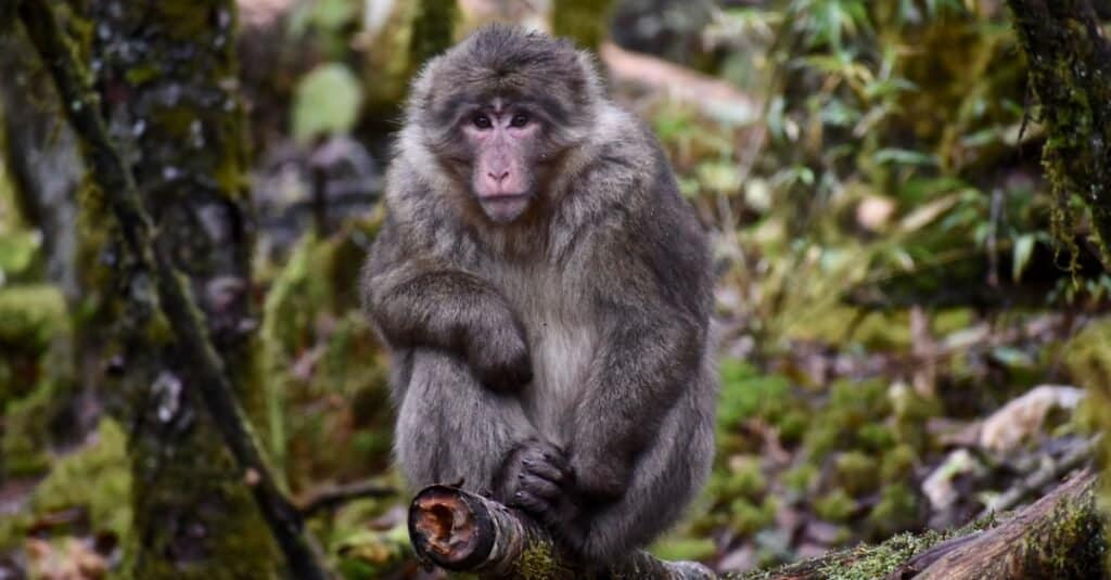 Le scimmie più grandi - Macaco tibetano