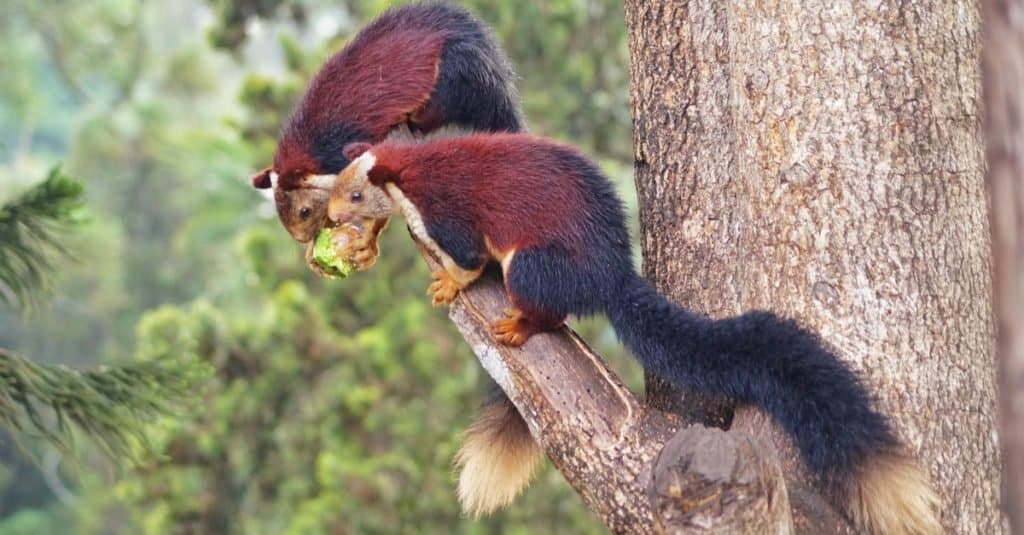 Lo scoiattolo gigante indiano, o scoiattolo gigante del Malabar, (Ratufa indica) è una grande specie di scoiattolo arboreo del genere Ratufa originaria delle foreste e dei boschi dell'India.