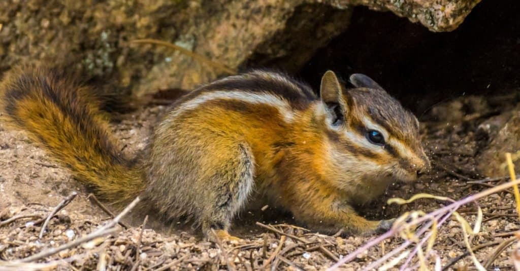 Scoiattolo che gioca vicino al suo nido in Colorado