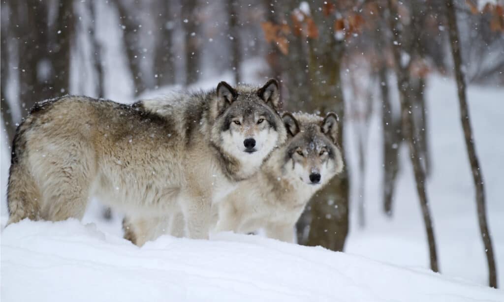 Lupi di legname nella neve