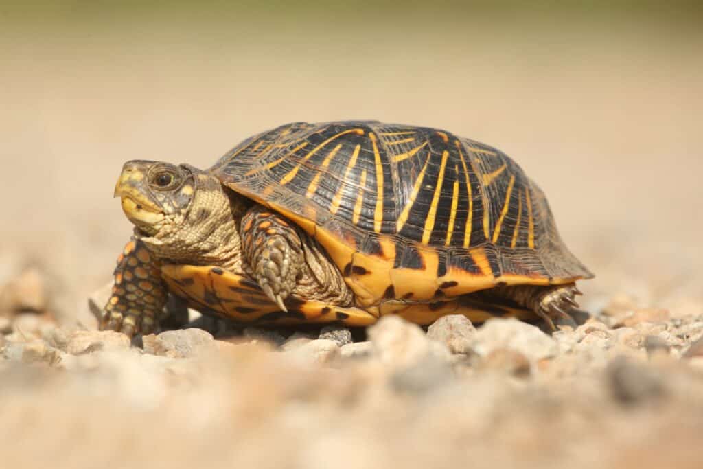 Le tartarughe a scatola ornate sono una sottospecie della tartaruga a scatola occidentale