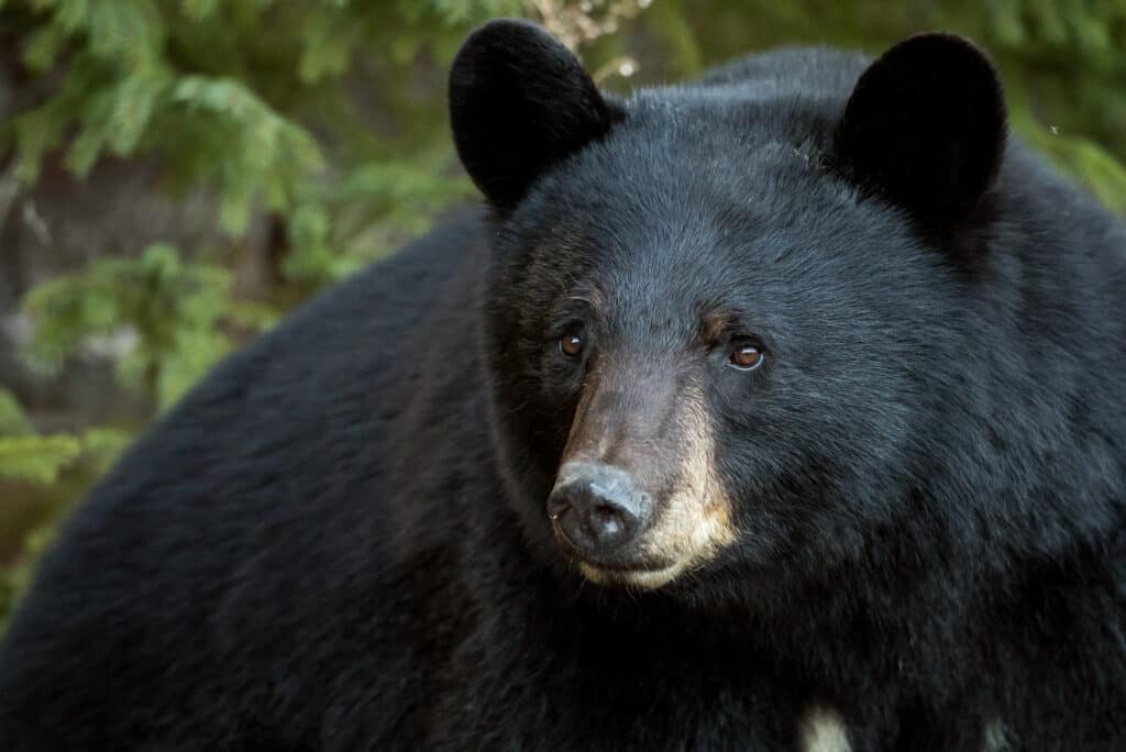 orso nero