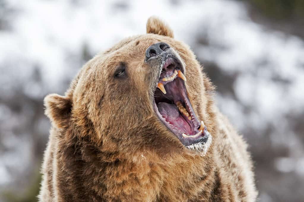ruggito dell'orso grizzly