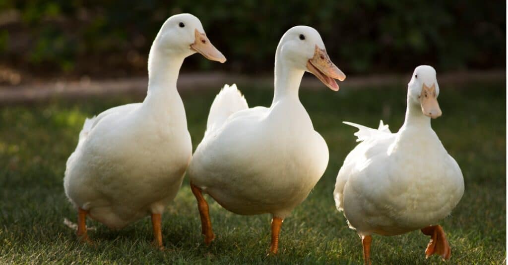 Anatre Pekin