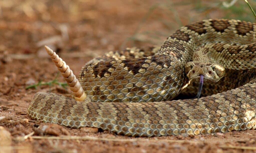 L'Arizona ha i serpenti più velenosi degli Stati Uniti