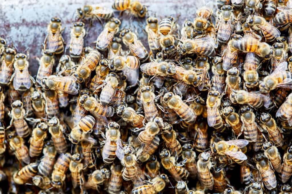 Api assassine conosciute anche come api africanizzate