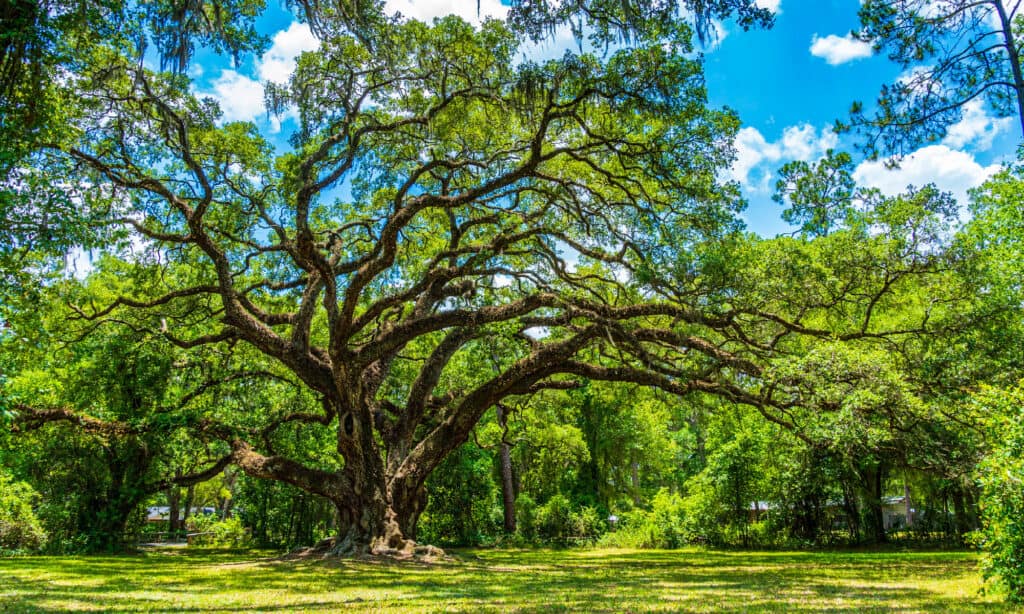 Una quercia viva matura con un enorme tronco marrone e molti rami simili, con foglie rade.  L'albero è situato verso il retro della fotografia con una distesa di copertura del terreno arborea davanti all'albero.  sfondo di verde e un cielo blu e bianco parzialmente nuvoloso.