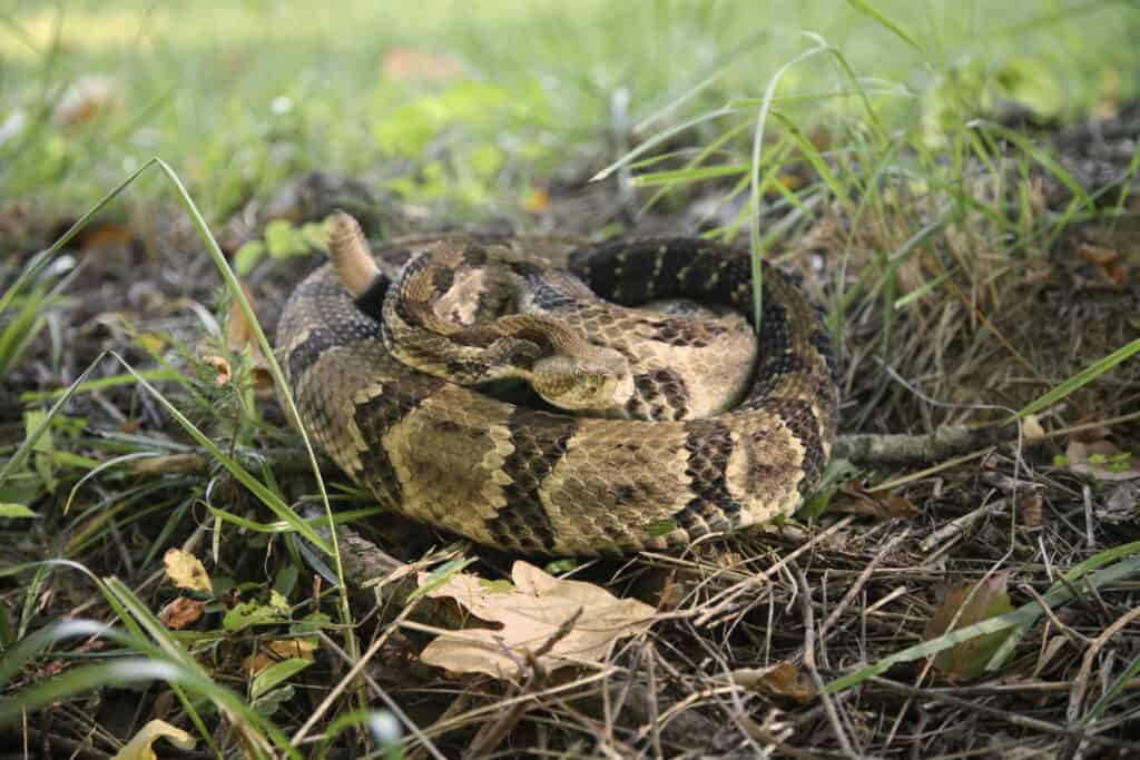 Serpente a sonagli in legno arrotolato a terra.