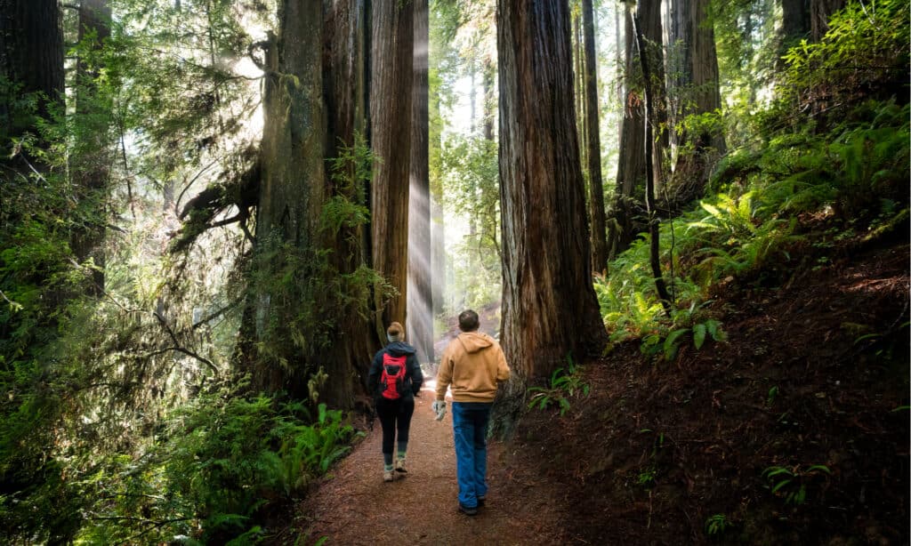 Foresta nazionale di sequoie - Sentiero 