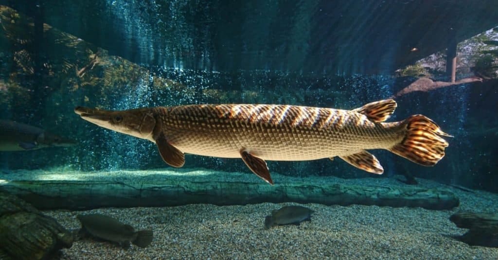 Questo spettacolare luccio alligatore (Atractosteus spatula) nuota nell'acqua dolce con i raggi del sole che brillano sul suo corpo.