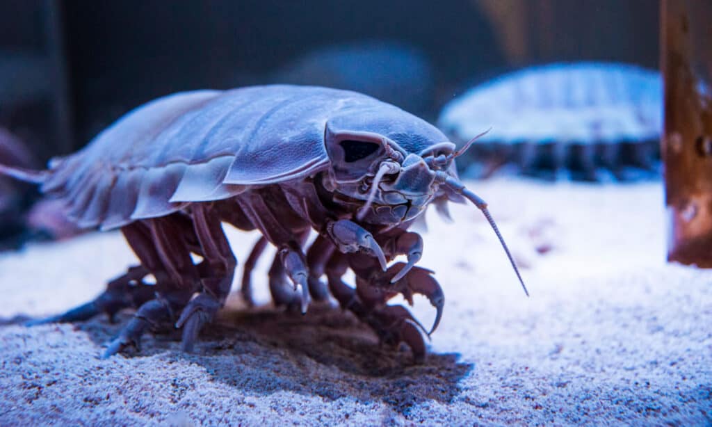 Gli isopodi giganti si nutrono di animali morti nell'oceano