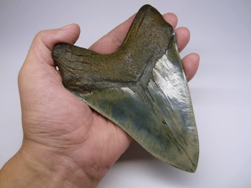 Dente Megalodonte