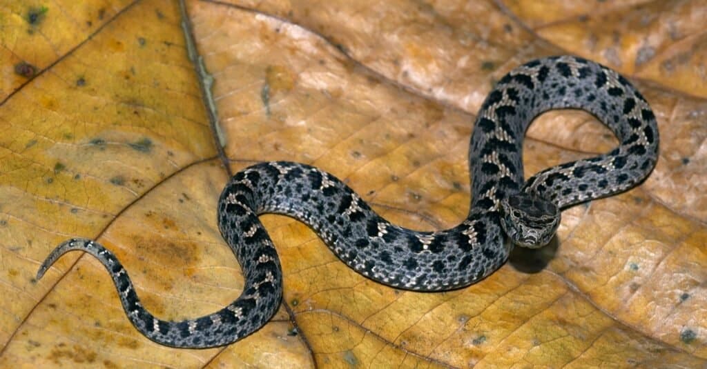 Scopri il serpente di montagna velenoso che vive a 16.000 piedi di altezza