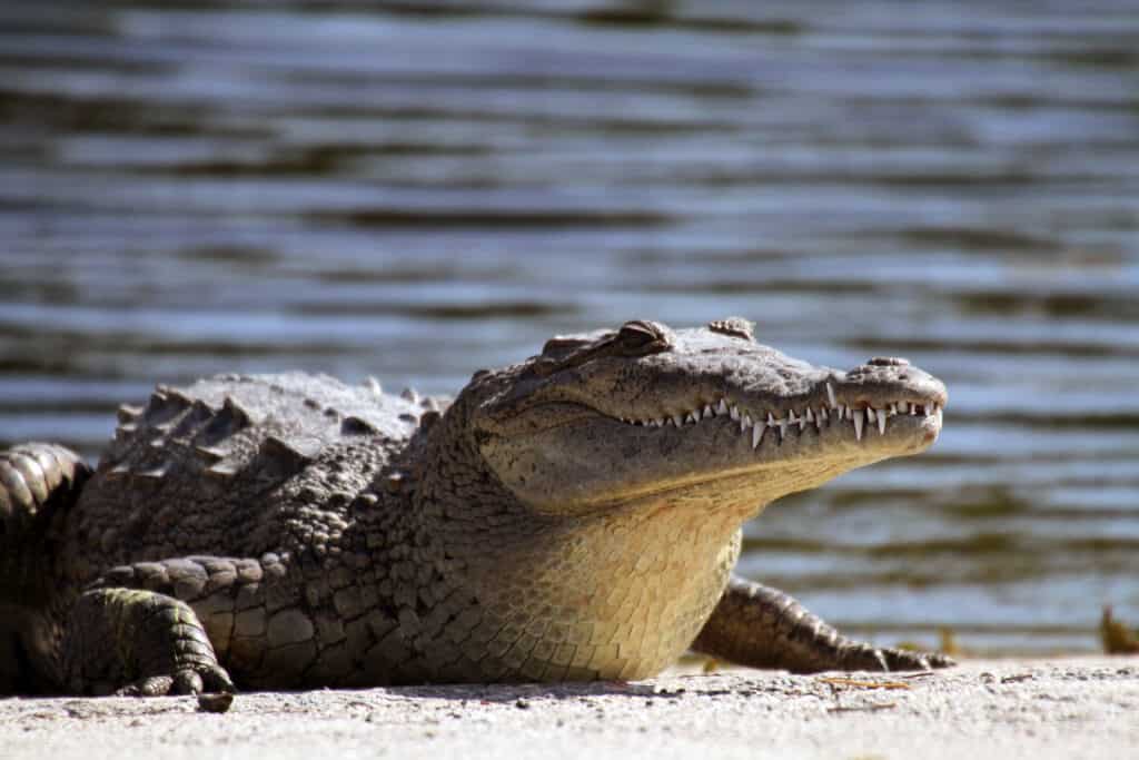 coccodrillo americano