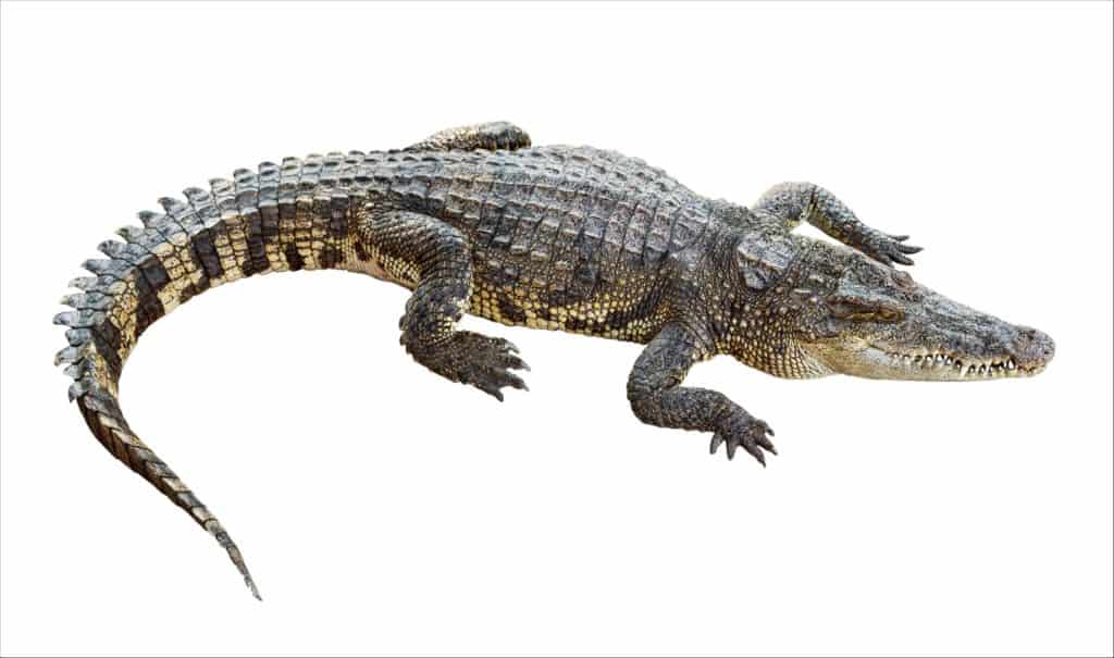 Coccodrillo della Nuova Guinea