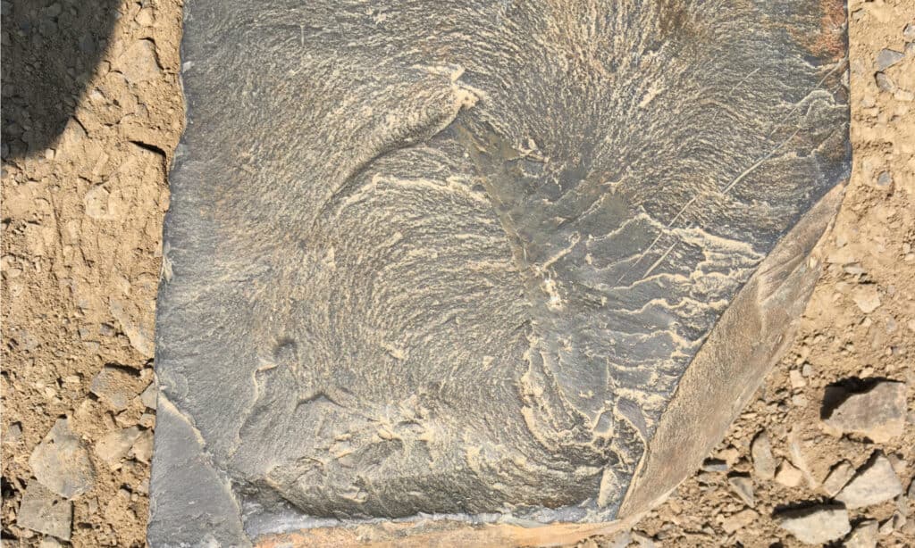 Parte di un fossile di Anomalocaris.  È solo attraverso lo studio di questi fossili che gli scienziati scoprono la vera natura degli animali che hanno preceduto l'uomo.