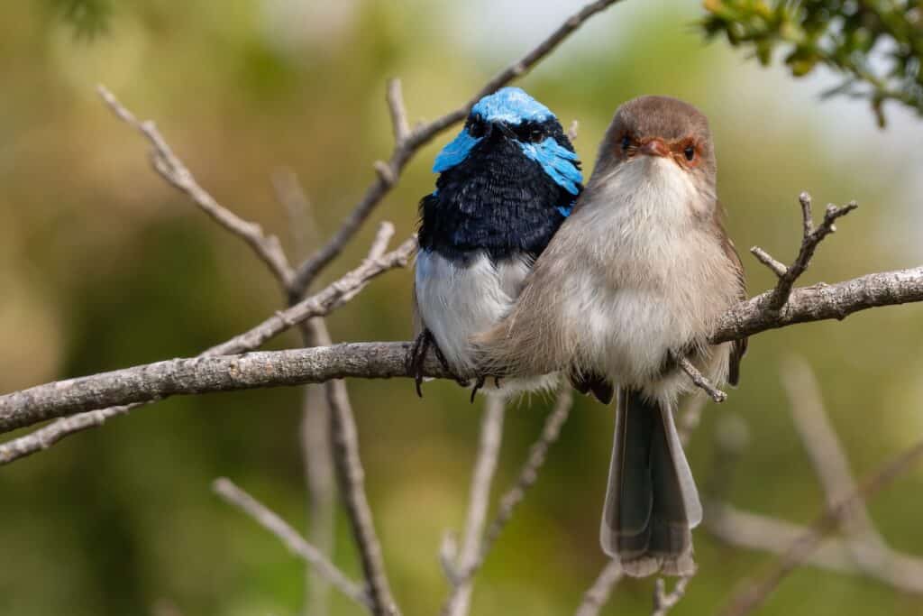 Coppia di superbi fairywrens (Malurus cyaneus) coccole su un ramo
