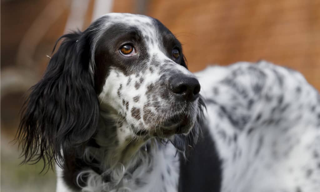 Royal Canin cibo per cani epatico