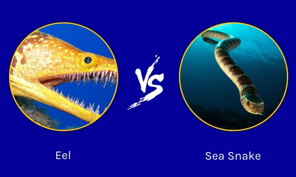 Anguilla contro serpente di mare