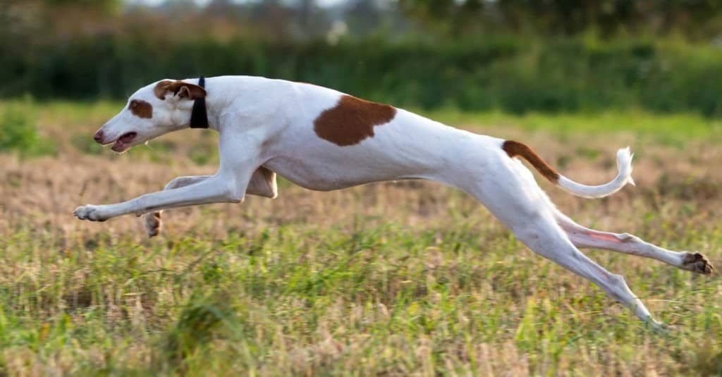 Corsi di cane segugio di Ibizan correre in campo