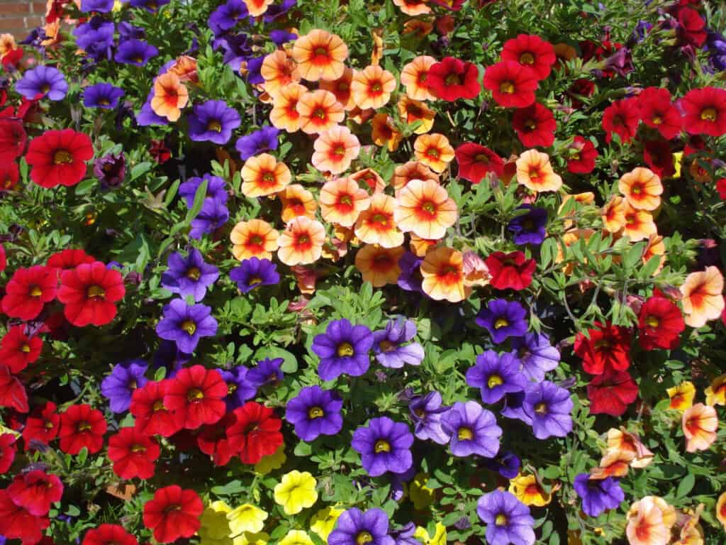 molti colori di calibrachoa