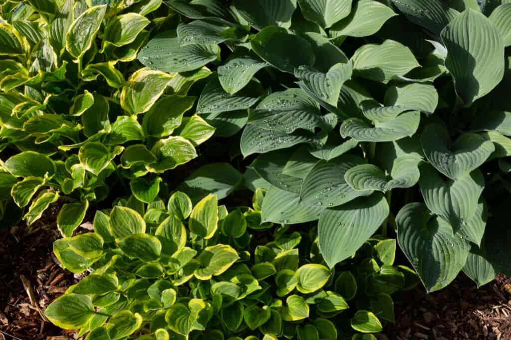semi di hosta