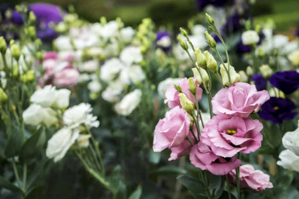 lisianthus fiori in giardino